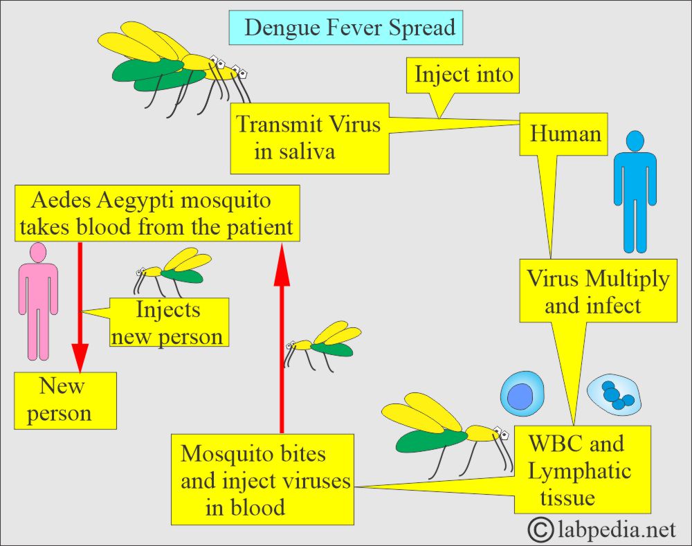 Dengue virus spread Dengue virus spread