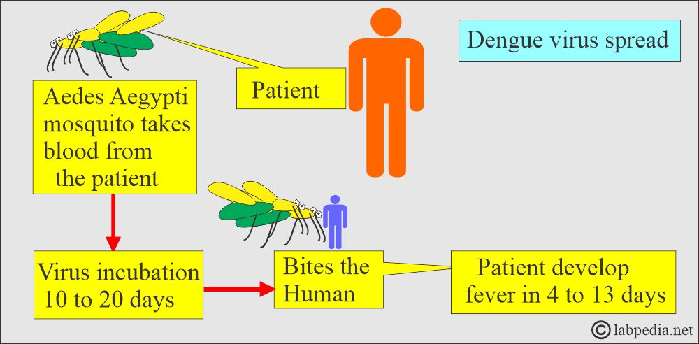 Dengue Fever, Break-Bone Fever: Dengue fever spread Dengue Fever, Break-Bone Fever: Dengue fever spread