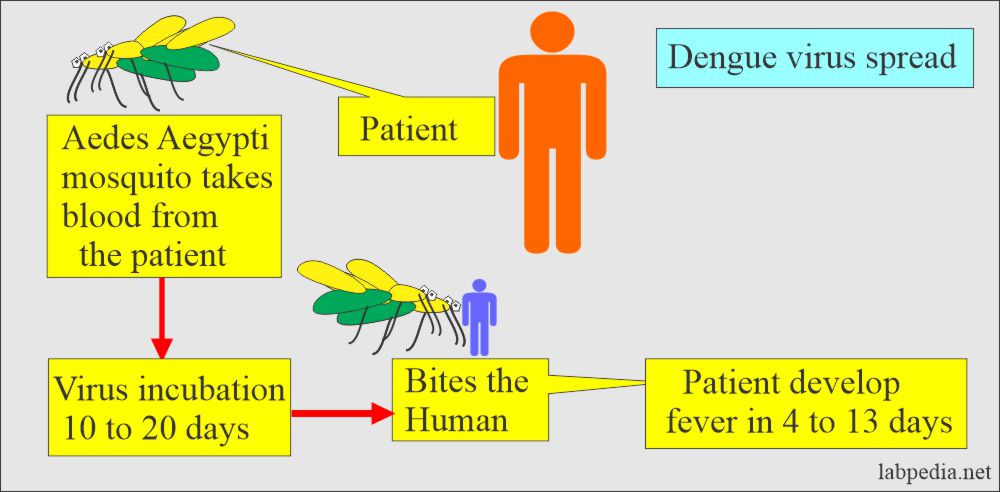 Dengue fever spread