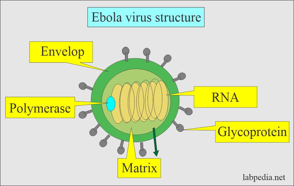 Ebola virus structure