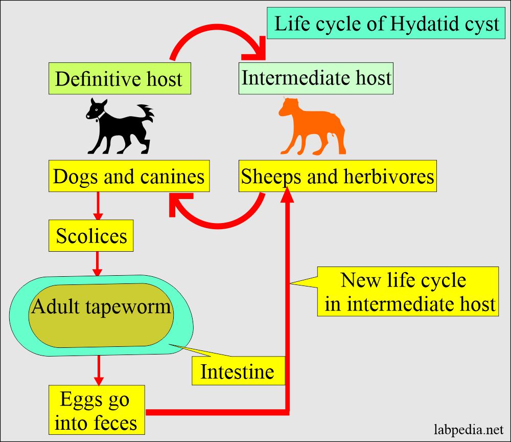 Echinococcus life cycle