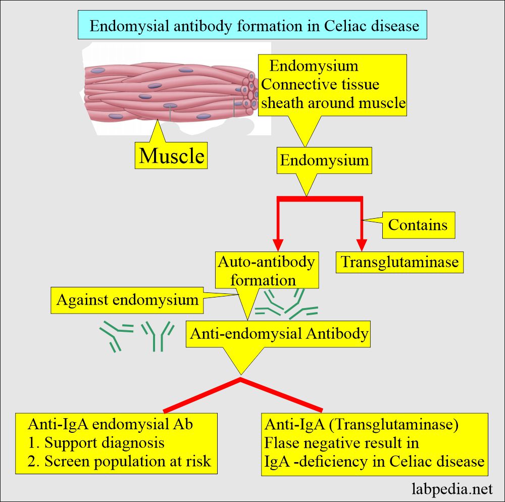Gliadin Antibodies IgA: Endomysial antibody and interpretations