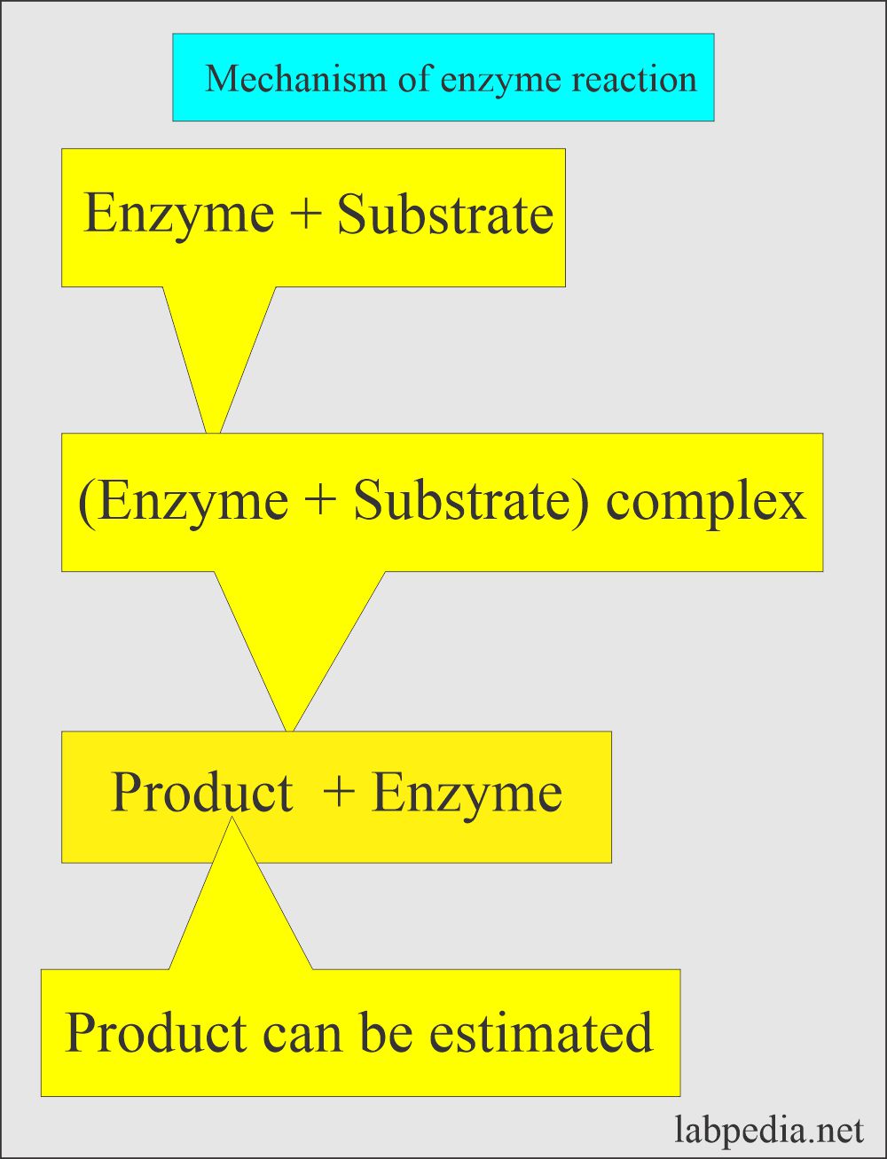 Enzyme reaction and measurement of end product