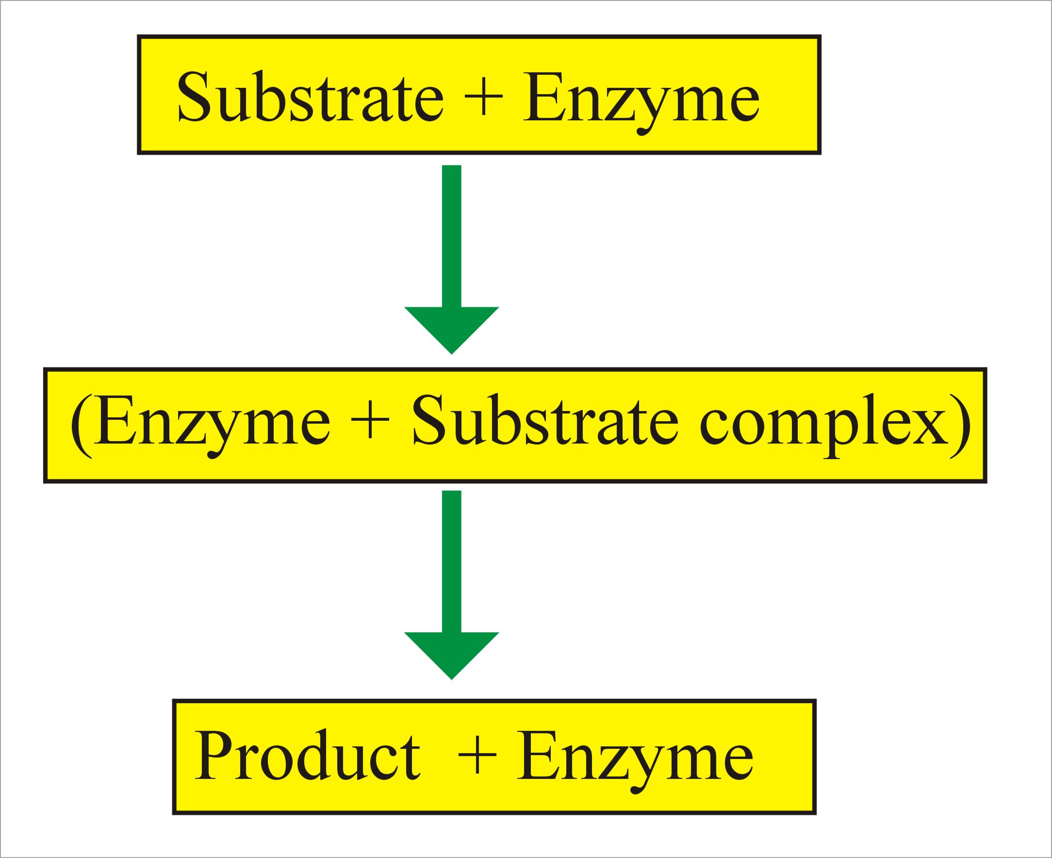 enzyme reaction