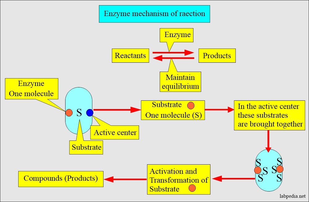 Mechanism of enzyme reaction