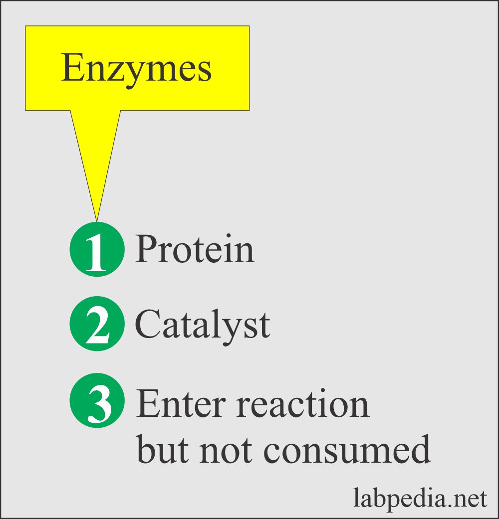Enzymes characteristics