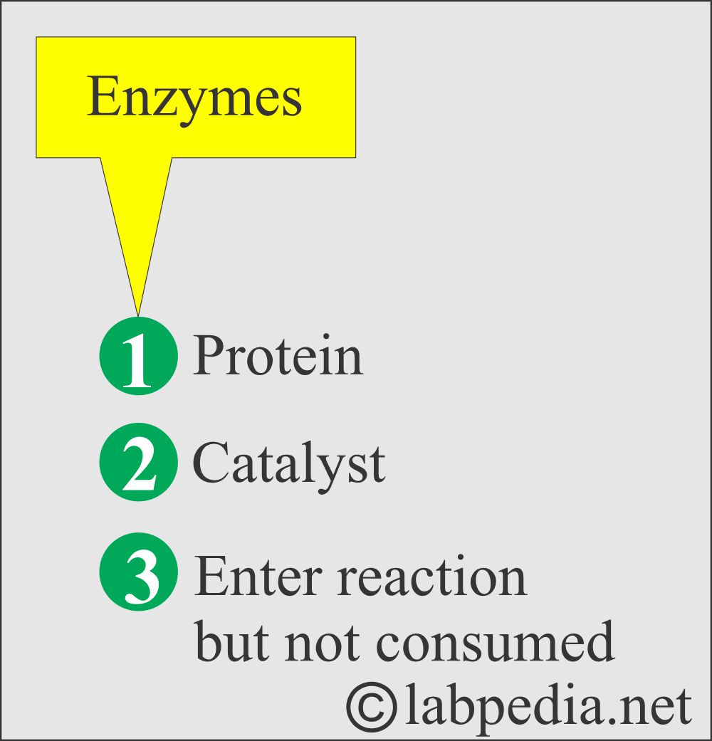 Mode of action of enzymes Mode of action of enzymes