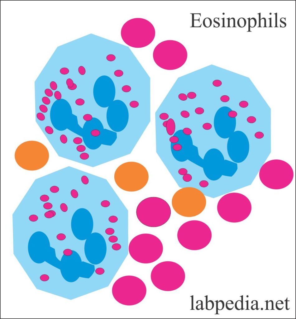 eosinophil-count-absolute-eosinophil-count-labpedia