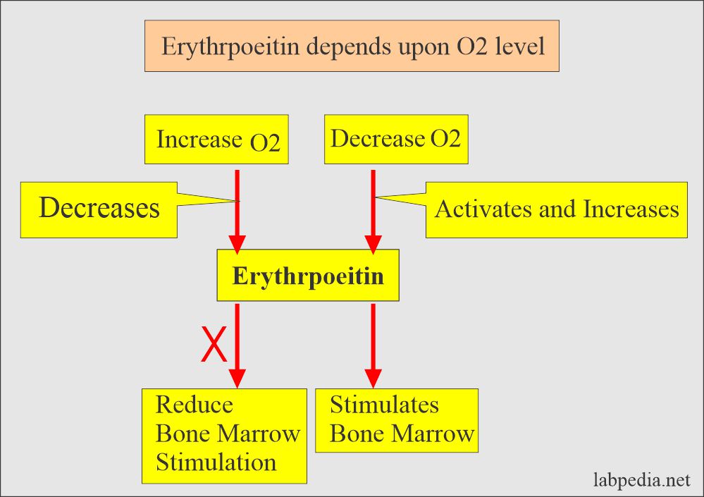 Erythropoietin level depends upon O2 level