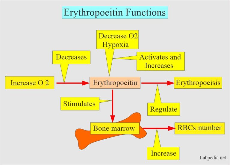 Erythropoietin Hormone (EP)