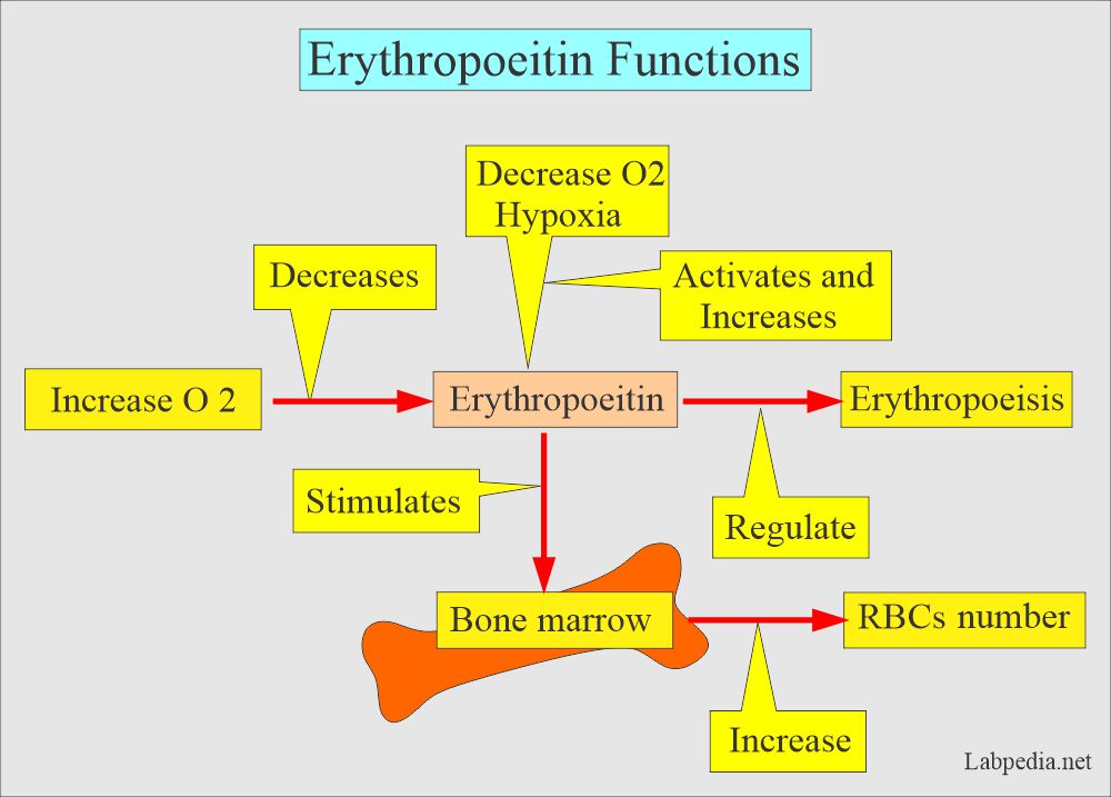 Erythropoietin functions
