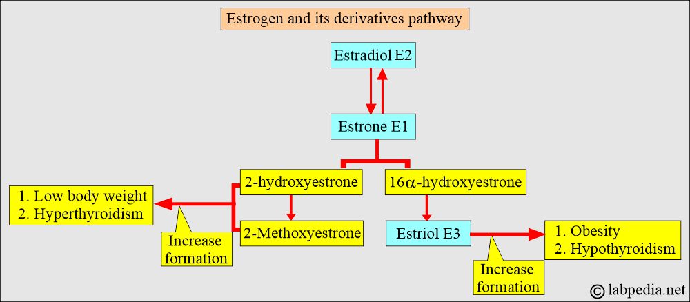 Estradiol derivatives and their functions