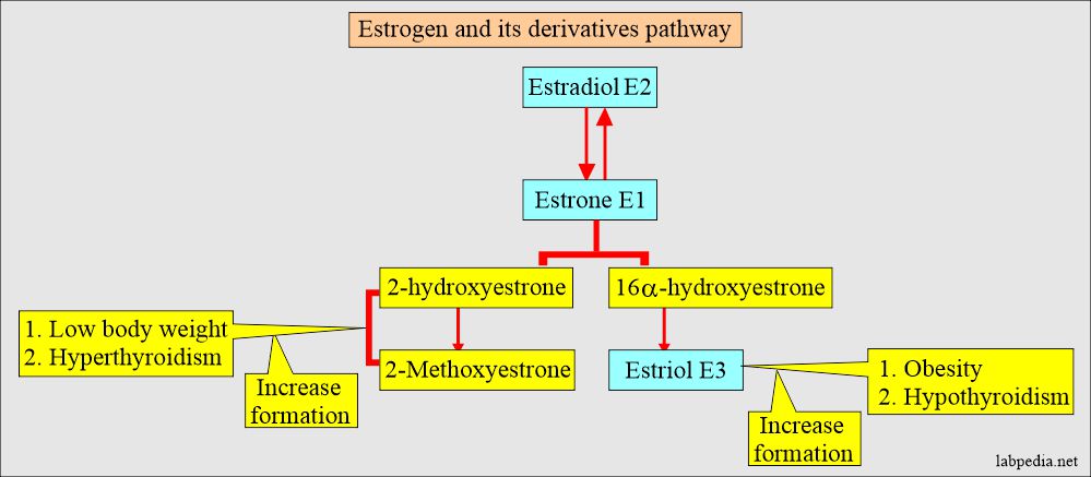 Estrogen derivatives pathway