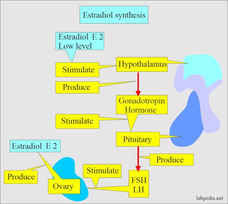 Estrogens = Estrone E1, Estradiol E2, Estriol E3