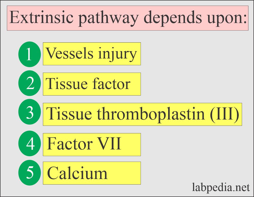 Blood coagulation process: Extrinsic pathway