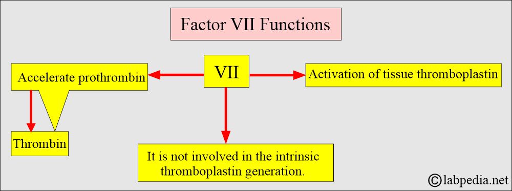 Role of Factor VII Role of Factor VII