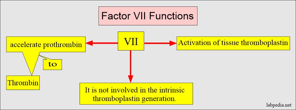 Blood Coagulation Factors: Factor VII functions