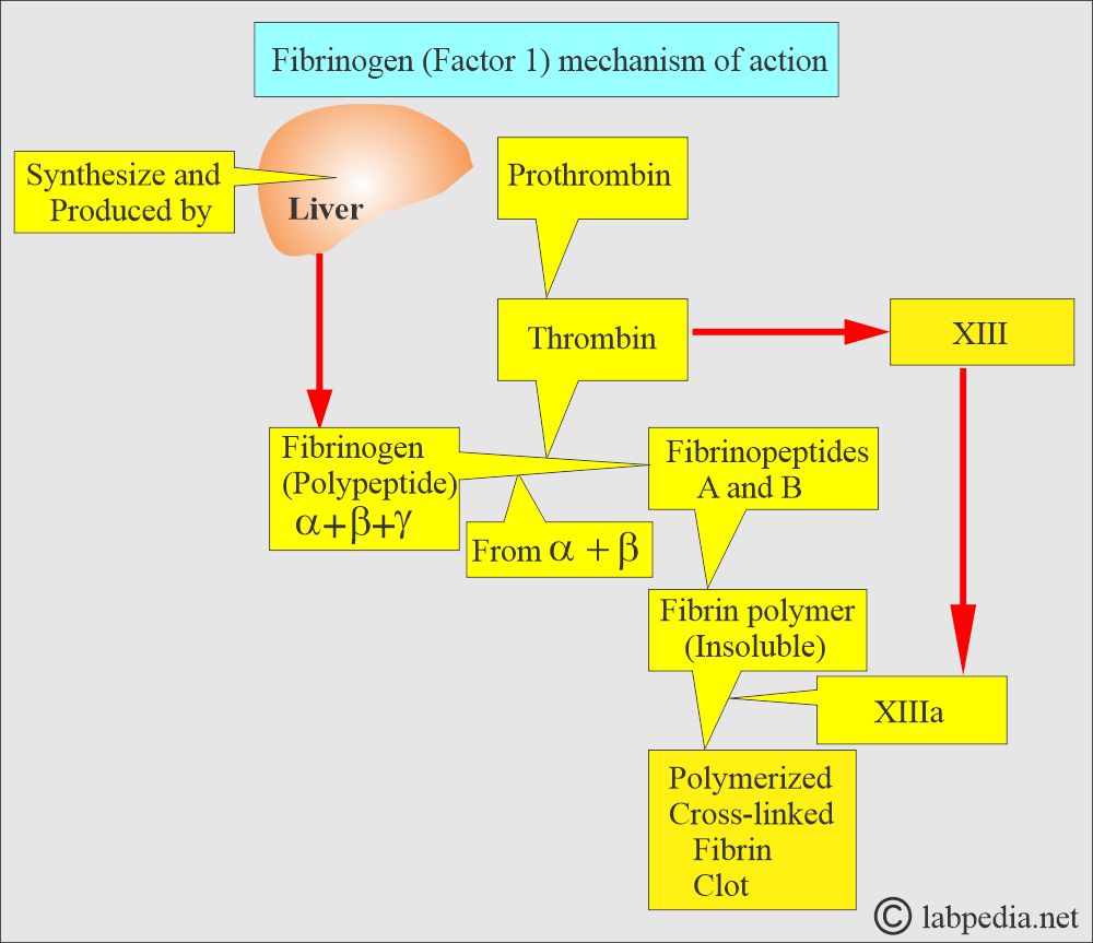 Fibrinogen formation and function Fibrinogen formation and function