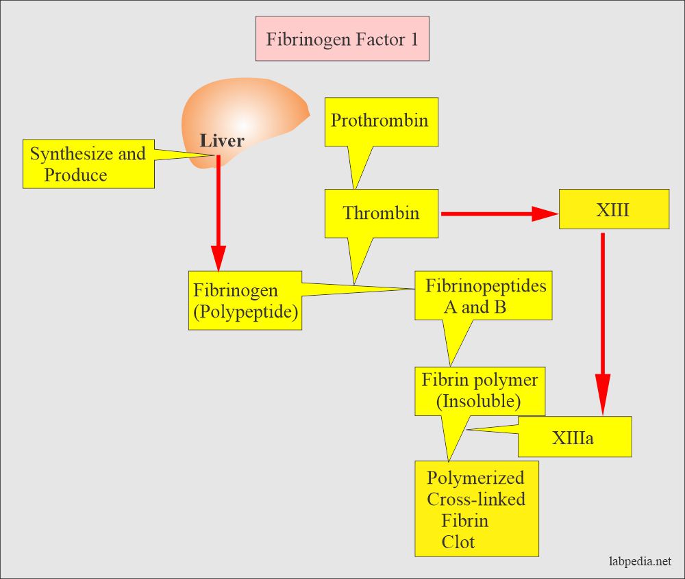 Fibrinogen (Factor I): Synthesis of fibrinogen and its role to form clot