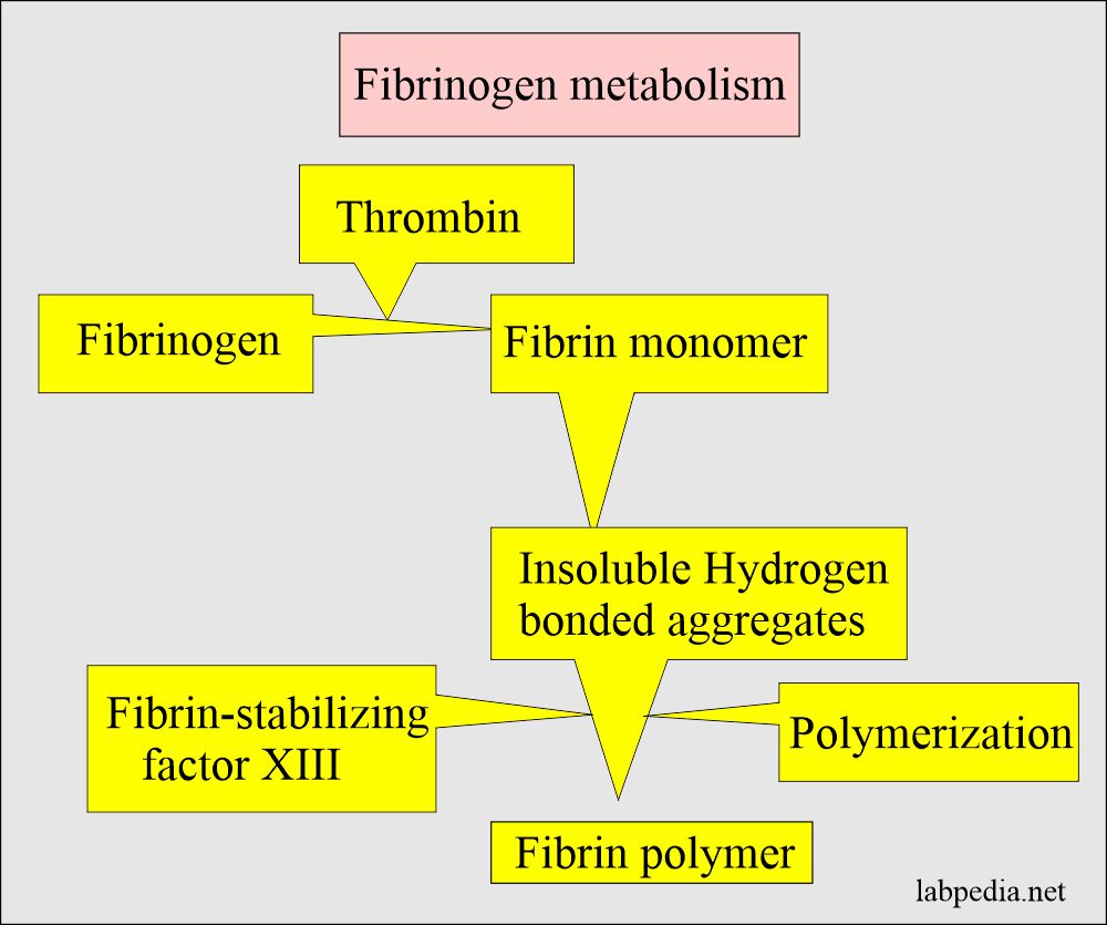 Fibrinogen metabolism