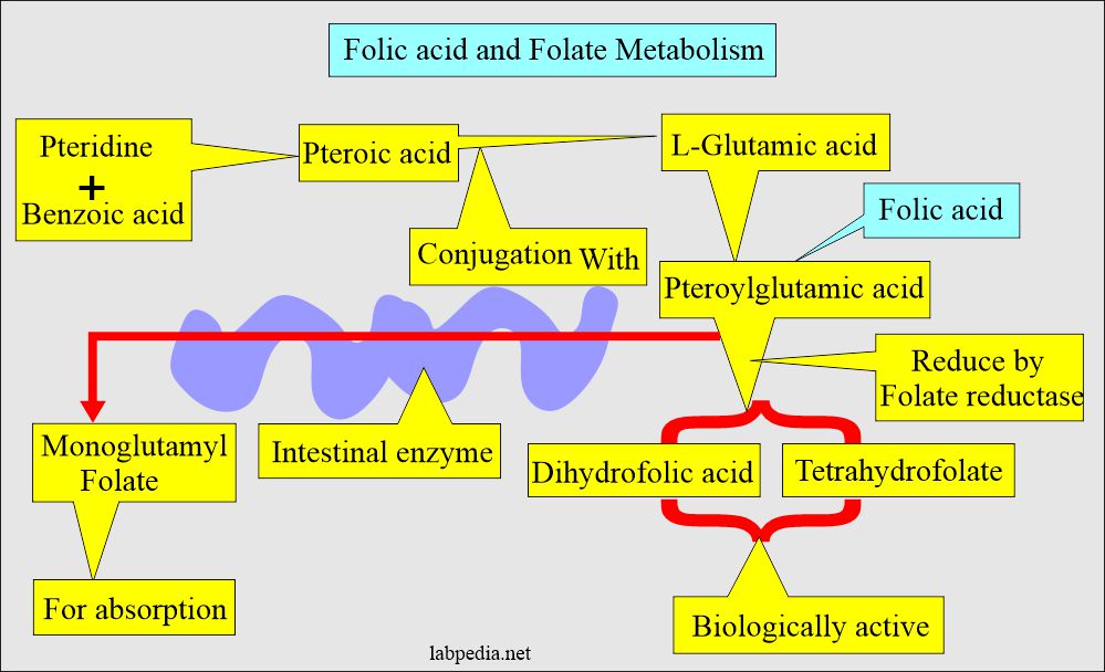 Folic Acid and Folate: Folic acid metabolism
