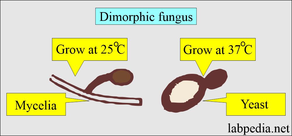 Fungal infections: Dimorphic fungus 