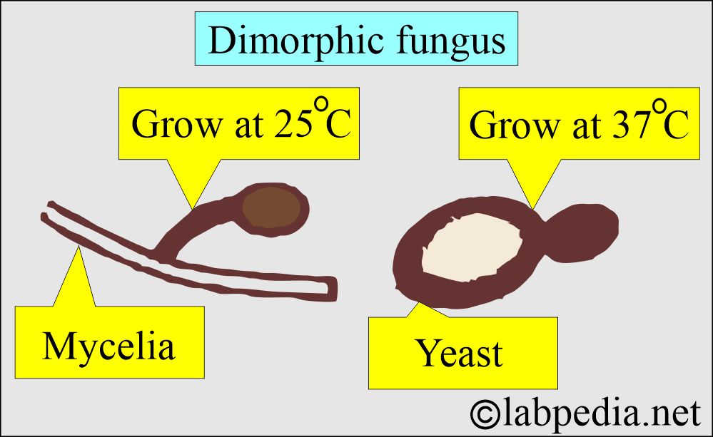 Dimorphic fungus