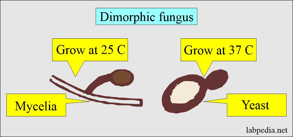 Fungus dimorphic