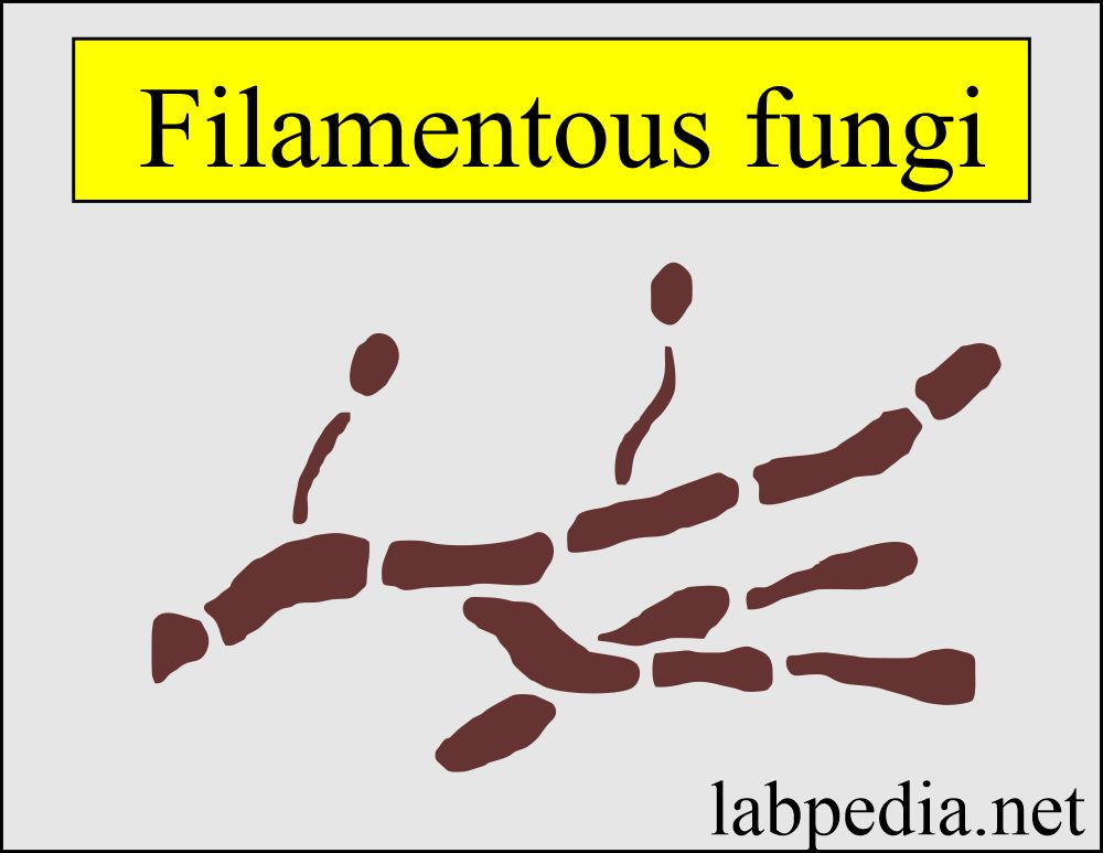 Fungal infections: Fungus filamentous shape