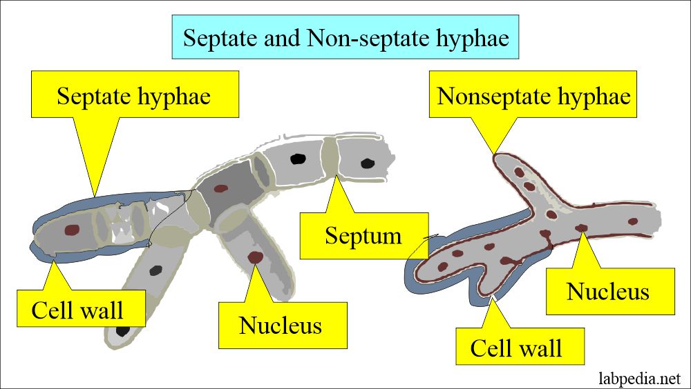 Fungus septate and non-septate hyphae