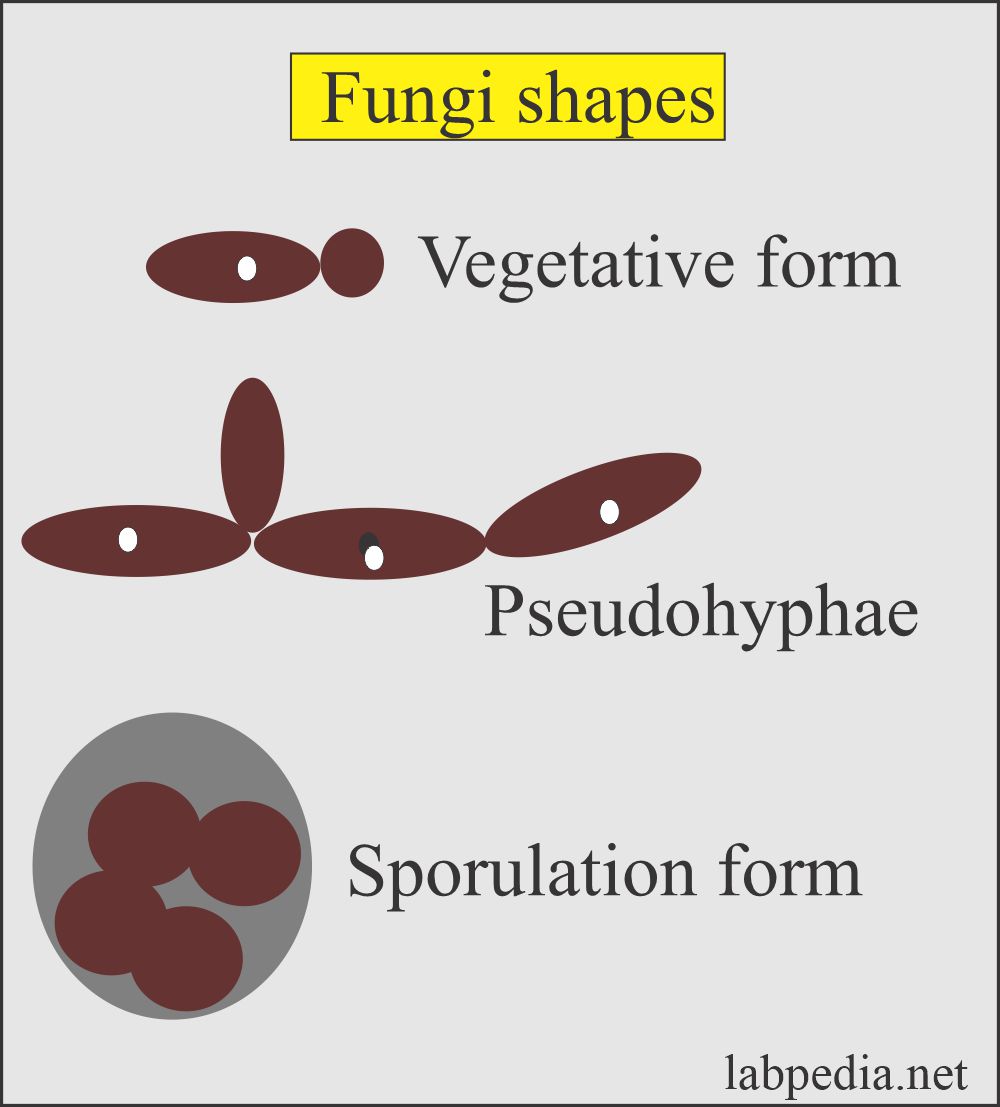 Fungus shapes