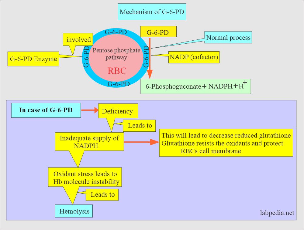 G-6-PD deficiency mechanism