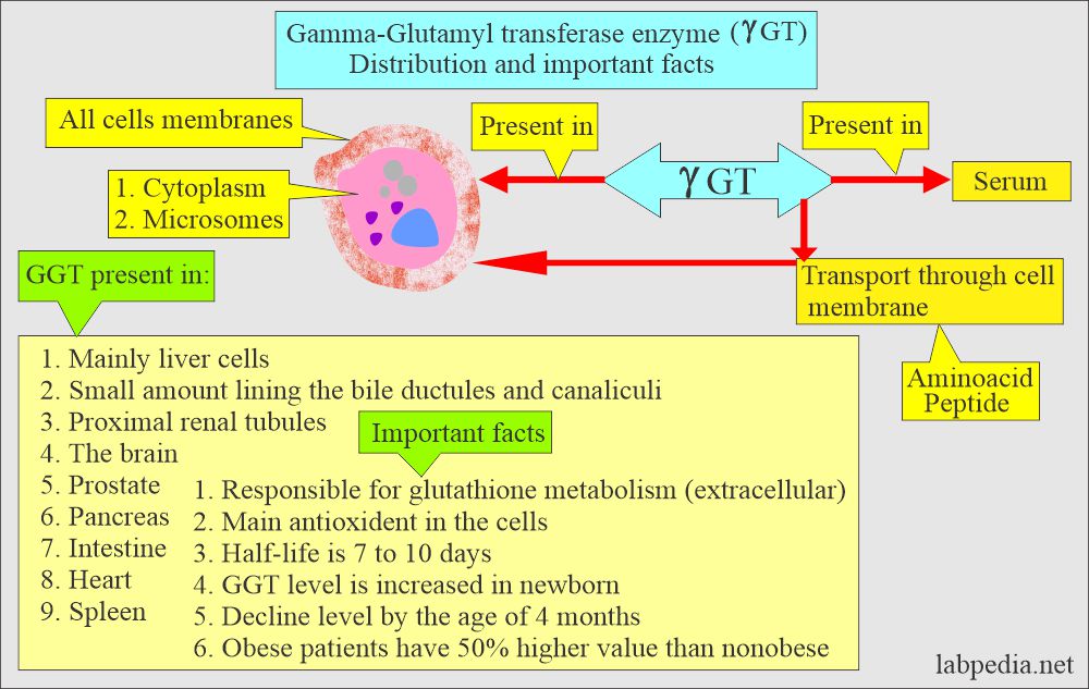 Gamma-glutamyl transferase (gamma GT) enzyme important facts