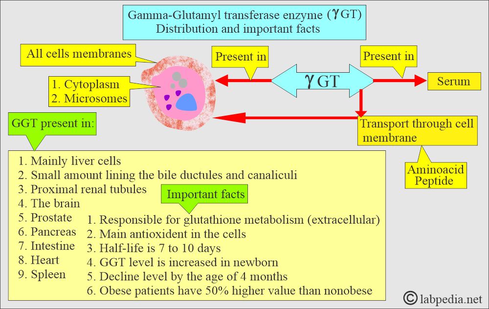 Gamma GT enzyme facts