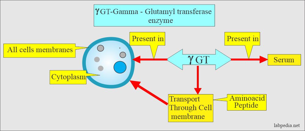 Gamma-glutamyltransferase (GGT): Gamma GT enzyme distribution