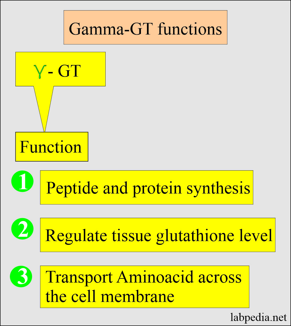 Gamma-glutamyltransferase (GGT): Gamma-GT functions