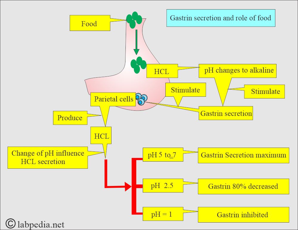 Gastrin control mechanism