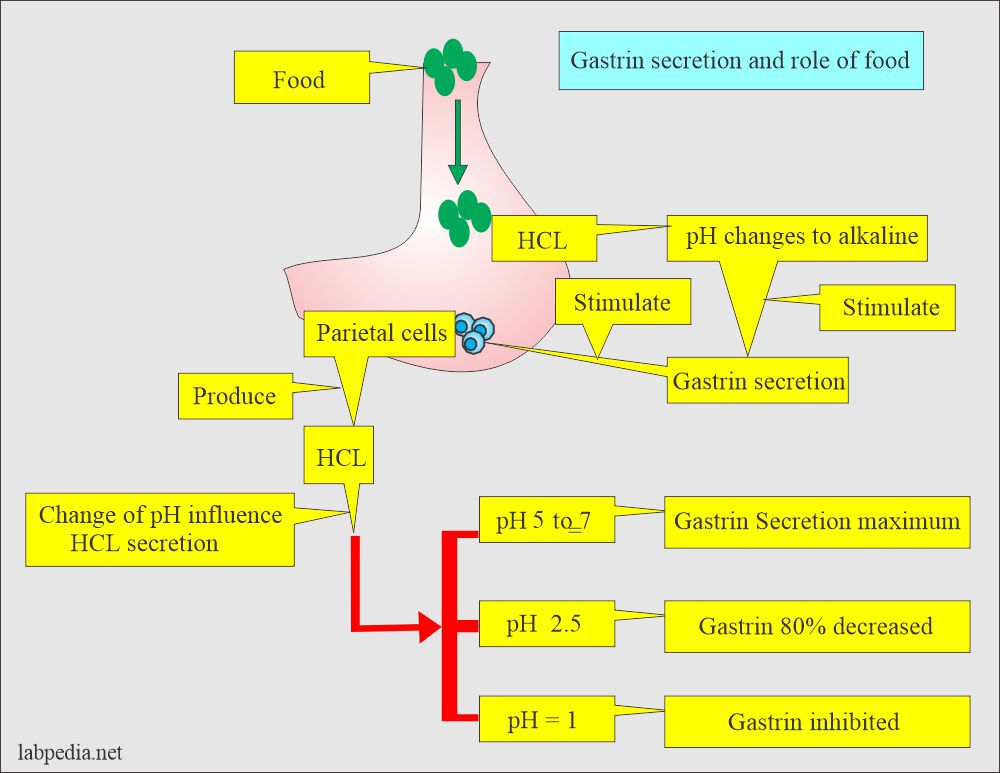 Gastrin secretion and role of food