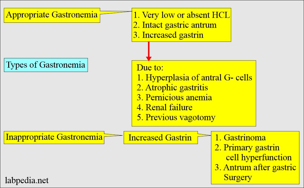 Gastronemia classification