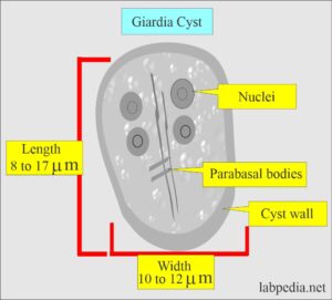 Parasitology:- Common Parasites Pictures - Labpedia.net