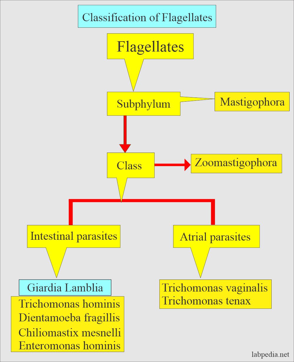 giardia diagnosis