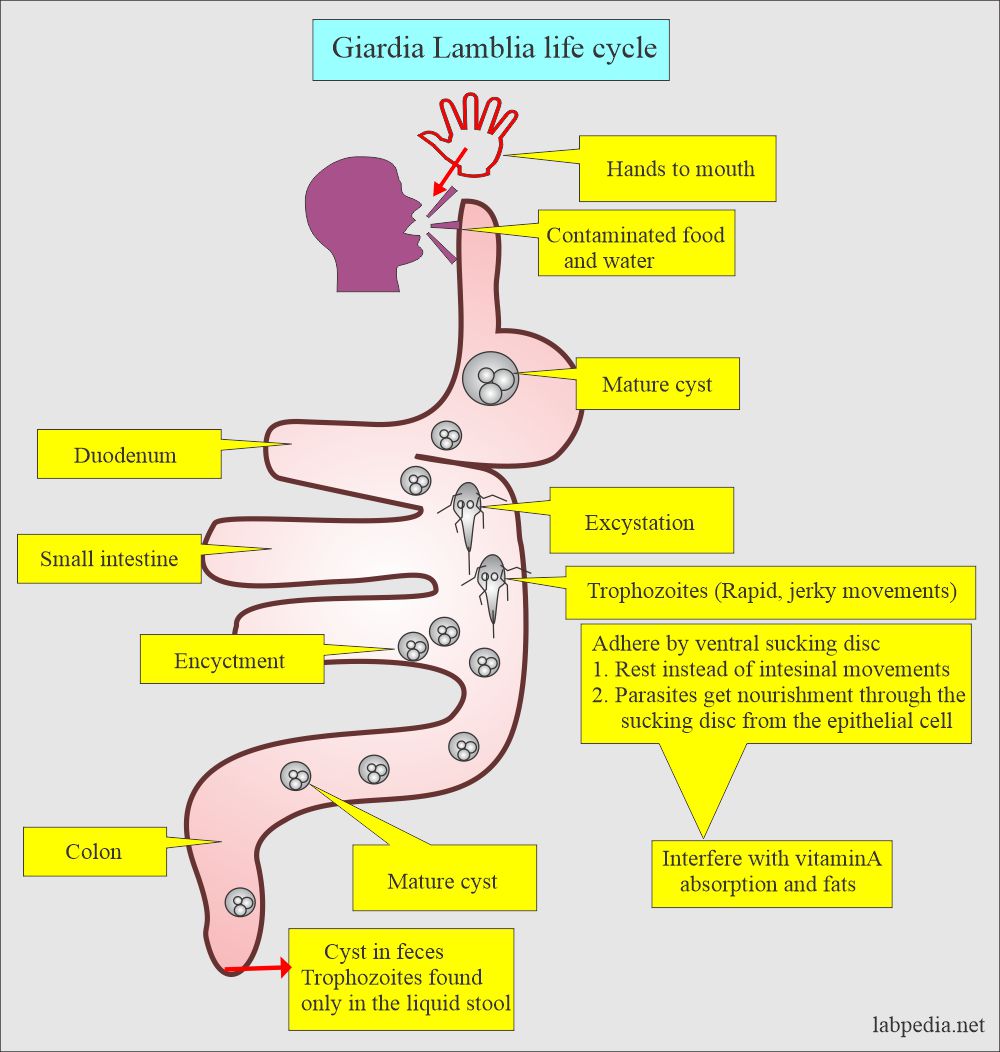 Giardia Lamblia life cycle