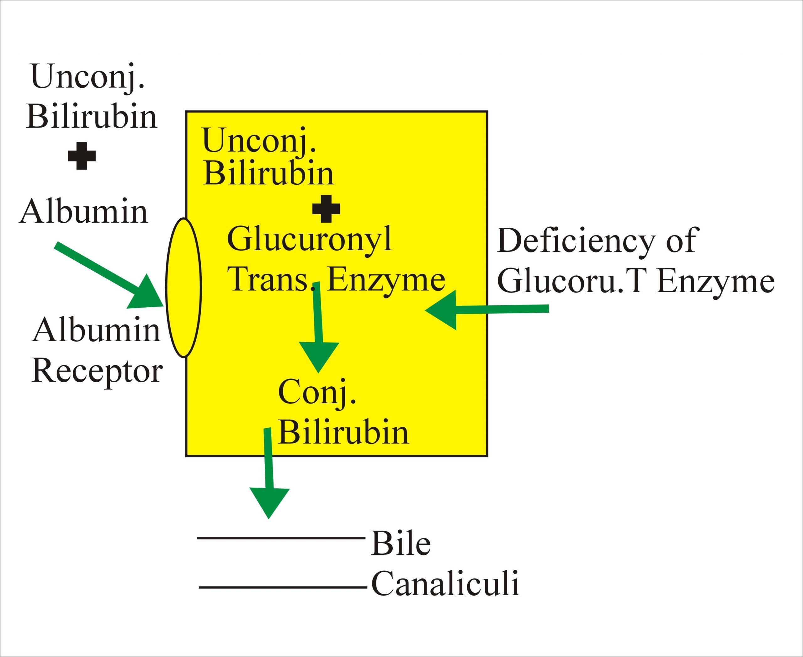 Gilbert s Syndrome Part 1 Labpedia