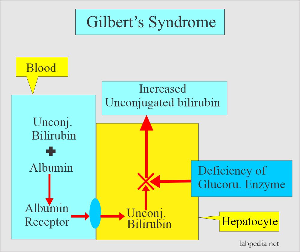 Mechanism of Gilbert's syndrome