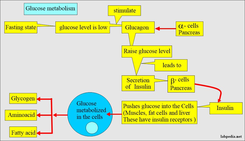 Insulin and glucagon role in glucose metabolism