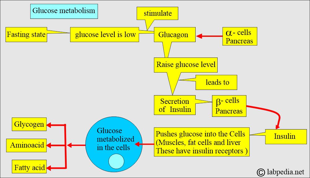 Glucose, Insulin and glucagon metabolism Glucose, Insulin and glucagon metabolism