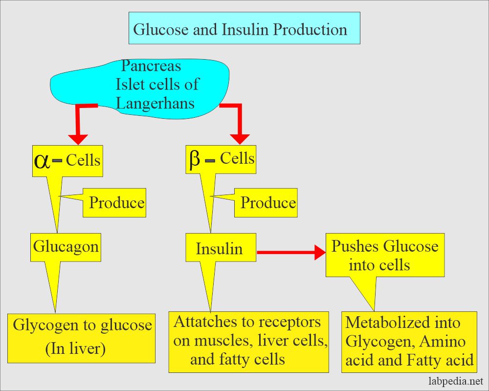 Glucose level is regulated by insulin and glucagon