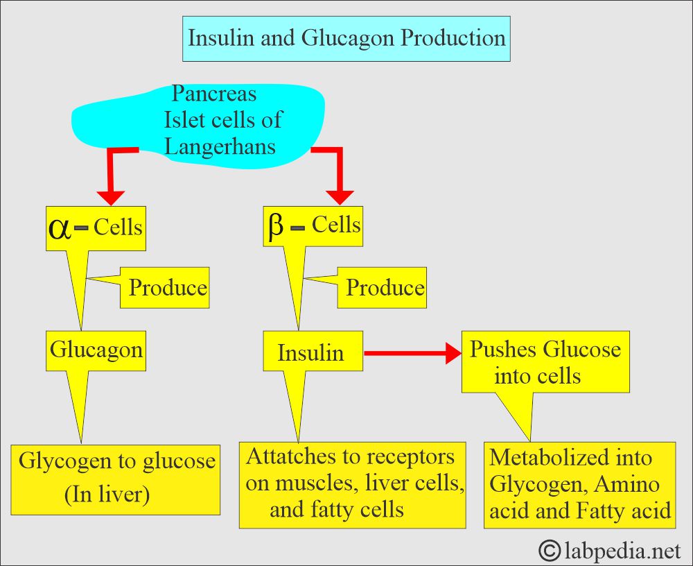 Insulin and Glucagon production Insulin and Glucagon production
