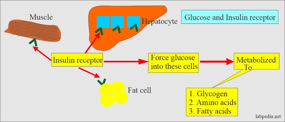 Glucose and insulin receptor role