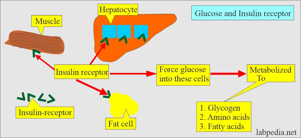 Glucose-insulin receptor role